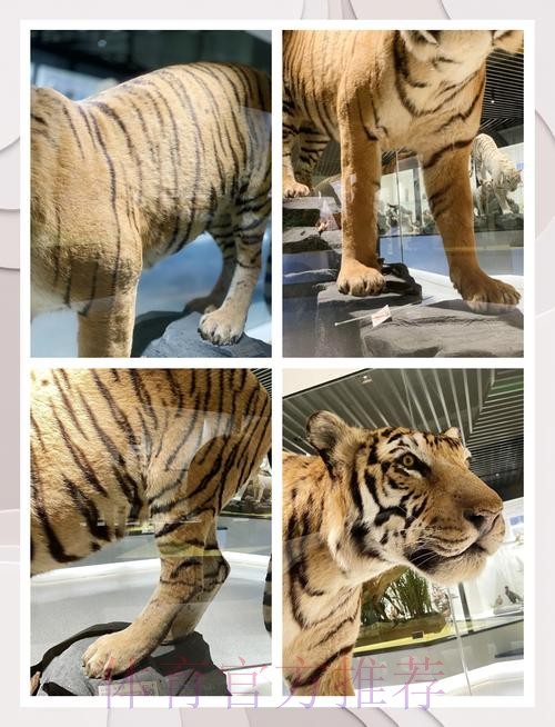 四川猫见证华南虎收获联赛千胜 四川猫见证华南虎收获联赛千胜